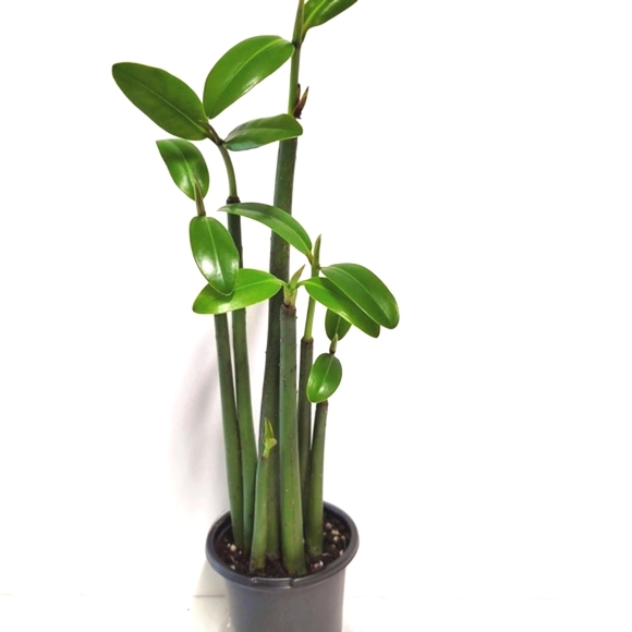 Five Mangrove Plants In A Four Inch Pot. Aquarium  And Terrarium Plants. - Picture 3 of 13